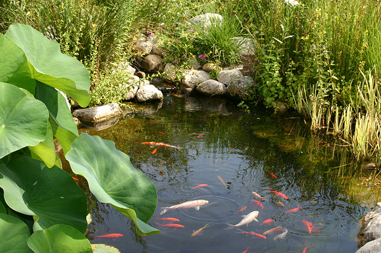 Teich / Pool